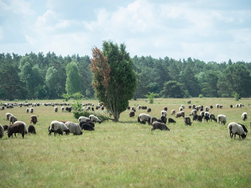 Schafherde auf einer großen Wiese