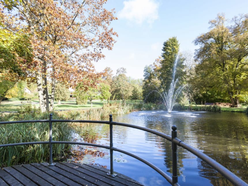 Teich und viele bäume