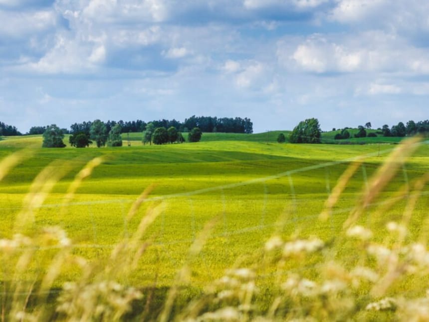 Grüne Wiesen und Bäume