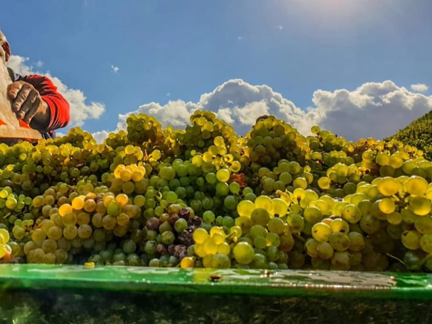 Weintrauben bei Sonnenschein an der Mosel